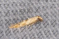 Epermenia aequidentella