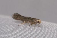 Ivanauskiella occitanica
