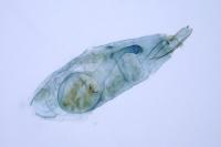 Ivanauskiella occitanica
