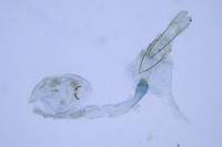 Ivanauskiella occitanica