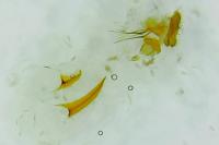 Ancylis apicella