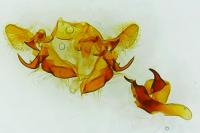 Agapeta hamana