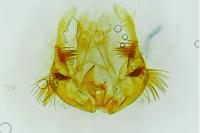 Celypha cespitana