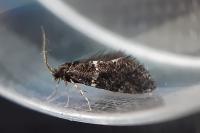 Narycia duplicella