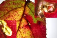 Ectoedemia erythrogenella