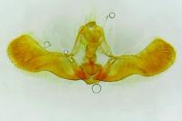 Epinotia thapsiana