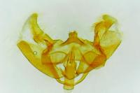Cochylimorpha straminea