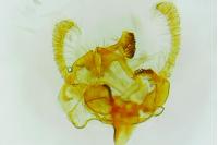 Endothenia