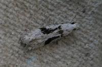 Carpatolechia alburnella
