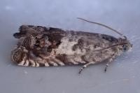 Cydia ilipulana