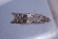 Cydia ilipulana