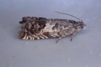 Cydia ilipulana