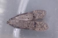 Teleiodes vulgella