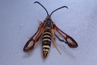 Bembecia ichneumoniformis