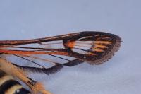 Bembecia ichneumoniformis
