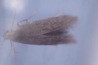 Coleophora serratella