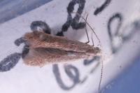 Coleophora trigeminella