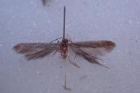 Coleophora trigeminella