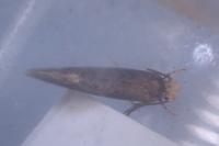 Monopis weaverella