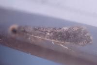 Monopis weaverella