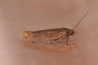 Scythris picaepennis