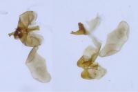 Scythris picaepennis