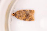 Epagoge grotiana