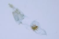 Tinagma ocnerostomella
