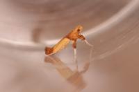 Caloptilia hemidactylella