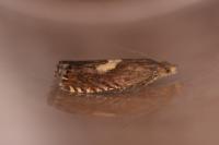 Dichrorampha petiverella