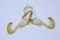 Dichrorampha petiverella