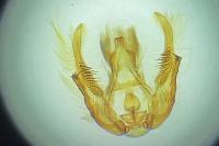 Olethreutes micana