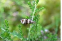 Olethreutes micana