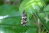 Olethreutes micana