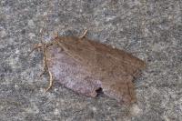 Acleris sparsana