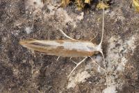 Argyresthia pruniella