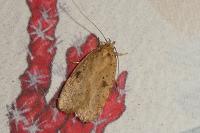 Agonopterix