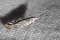 Coleophora zelleriella