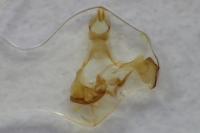 Coleophora zelleriella
