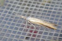 Coleophora conspicuella