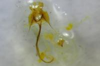 Coleophora conspicuella