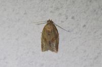 Clepsis consimilana
