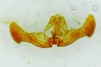 Eucosma cana