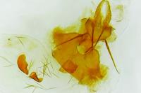 Eucosma obumbratana