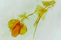 Neocochylis hybridella