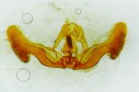 Eucosma