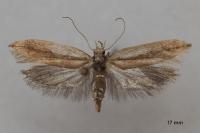 Ypsolopha parenthesella