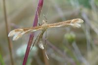 Marasmarcha lunaedactyla