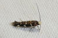 Eteobalea