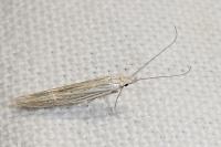 Coleophora